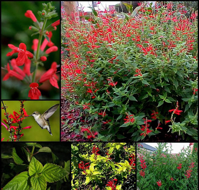 VibeX NBIR-8 - PINEAPPLE SAGE Red Salvia Elegans - (150 Seeds) Seed(150 per packet)