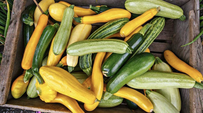 VibeX ® VMR-323 Zucchini Courgette Squash Summer Mix Seed(100 per packet)