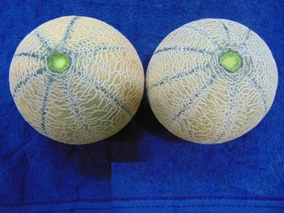 CYBEXIS TLX-41 - Muskmelon high yielding variety Arka Siri - (450 Seeds) Seed(450 per packet)