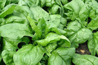 BDSresolve Palak seeds for home gardening PACK OF 290 Seed(290 per packet)