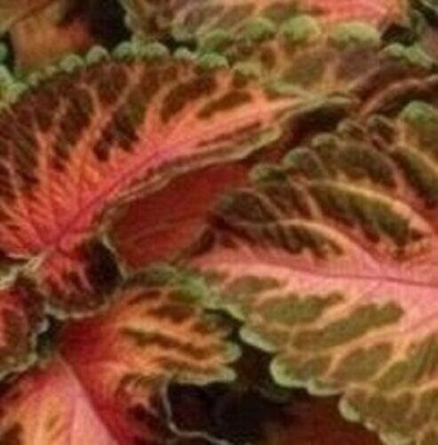 Qualtivate XL-70 Wafer Coleus - Wizard Coral Sunrise Seeds - High Germination Seed(100 per packet)