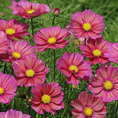 ZIXA Cosmos Xsenia Seed(100 per packet)