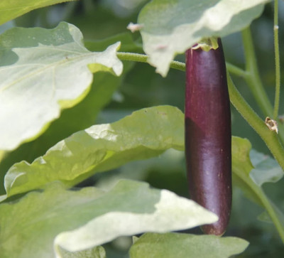 UGRA Brinjal Seed(50 per packet)