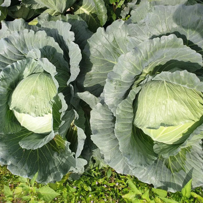 MYLAWN Cabbage round green (बंधा गोभी के बीज) Seed(500 per packet)