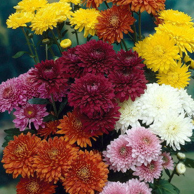 MKR Enteprises Chrysunthemum Seed(1 g)