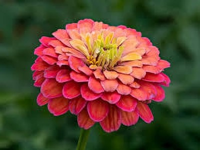 ibains Zinnia mixed seed Seed(32 per packet)