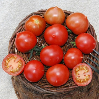 Quentova Tomato Red टमाटर Seed(300 per packet)