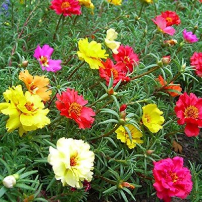 Aywal Portulaca Moss Rose ( Sundial Mix SEEDS ) Seed(40 per packet)