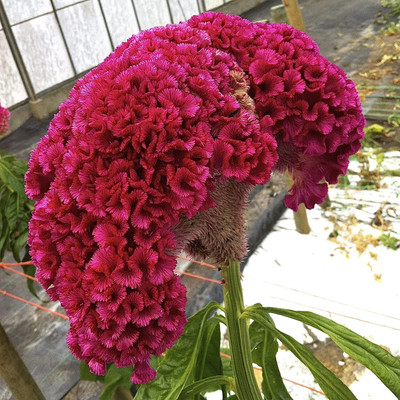 CYBEXIS KGF -88 - Celosia cristata Cocks Comb Mix - (180 Seeds) Seed(180 per packet)