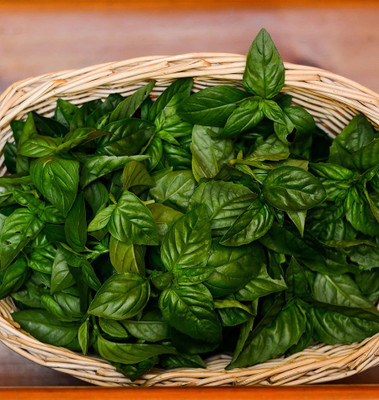 Qualtivate GUA-21 Basil 'Sweet Nufar' Seed(1000 per packet)