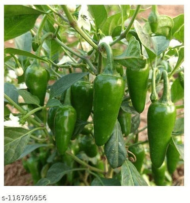 DIVINE CHILLI , PEPPER Seed(20 per packet)