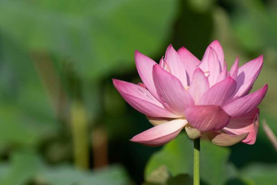 SHYAM lotus,kamal gatta Seed(10 per packet)