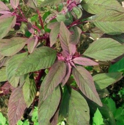 SUPRIKAM High Yield DESI Danta/SURER DANTA/DATA SHAK (ডাটাশাক) Seed(50 per packet)