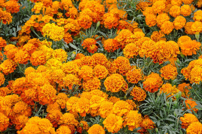 CityGreens marigold/gende ka phool flower seeds Seed(75 per packet)