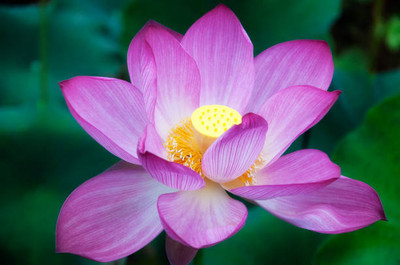 seedkart lotus,kamal gatta Seed(10 per packet)