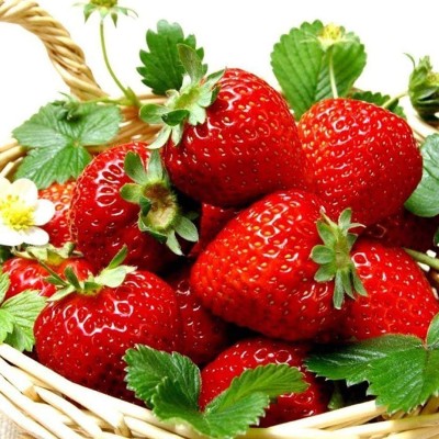 CYBEXIS Fast Germination Sweet Strawberry Seeds100 Seeds Seed(100 per packet)