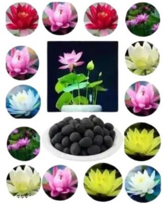 BEE Garden Lotus Multicolour Flower Seed(10 per packet)