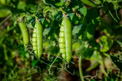 Quentova Peas Matar Super Sweet-NDIR-22B Seed(100 per packet)