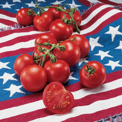 Qualtivate HYB-3A Red Slicing Tomato | Seed(300 per packet)
