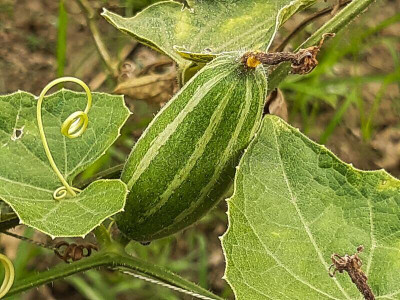 wequality pointed gourd seeds for plant/pointed gourd seeds 17 Seed(17 per packet)
