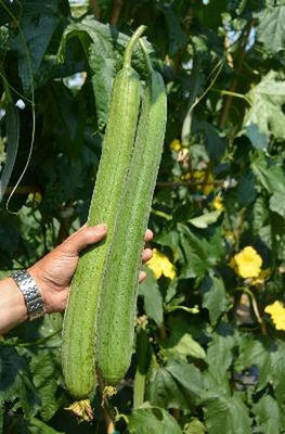 VibeX ® VMR-4 Sponge Gourd Seed for Planting Seed(50 per packet)