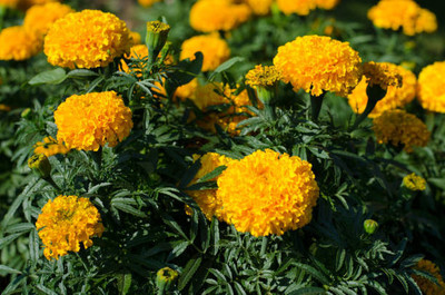 SIDDHARTH FISH FARM marigold/gende ka phool flower seeds Seed(50 per packet)