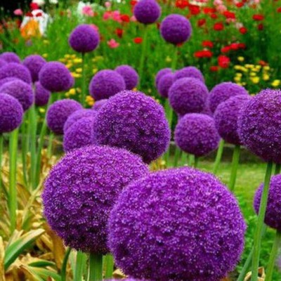 Qualtivate HYB-8A Dwarf- Light Purple Giant Onion Seeds Seed(500 per packet)