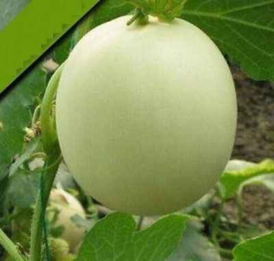 KNESSiN Muskmelon Fruit Delicious-{400 Seeds} Seed(400 per packet)