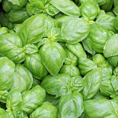 XEFRA Genoese basil Seed(70 per packet)
