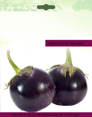 VibeX PAU-28 - Hybrid Brinjal Navneet - (150 Seeds) Seed(150 per packet)