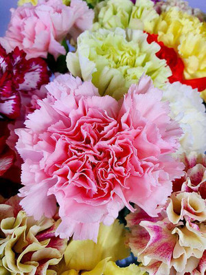 XOLDA Exotic carnation Seed(49 per packet)