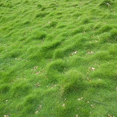 SREE Lawn Grass Seeds For Garden and Playground, Carpet Grass Seed(12000 per packet)