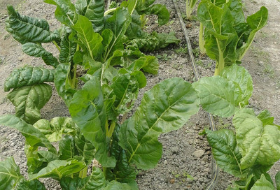 DROXTY SPINACH Seed(200 per packet)