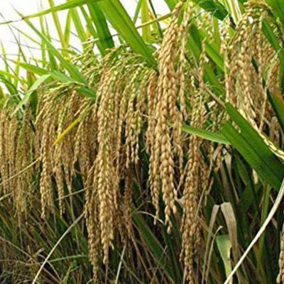 SeeGreen Rice Paddy Seeds, Miniket Paddy For Puja, Germination Paddy Seed(2000 per packet)