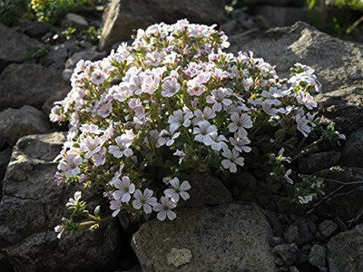 CYBEXIS Garden Gypsophila Elegans Flower Seeds Seed(50 per packet)