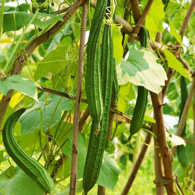 CYBEXIS XLR-40 - F1 Hybrid Ridge Gourd - (100 Seeds) Seed(100 per packet)