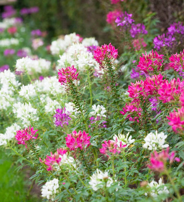 Aywal MIX CLEOME SPIDER Seed(120 per packet)