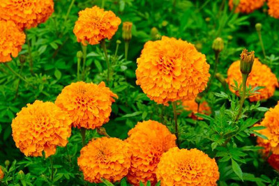 Kashvy marigold,gende ka phool seeds Seed(20 per packet)