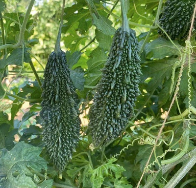 GREENSEA High Yielding Bitter Gourd, Uchchhe, Karela Seed(44 per packet)