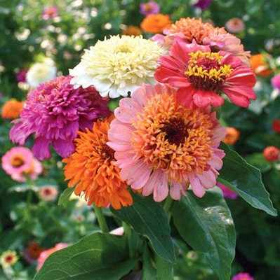 Quentova ZINNIA - Scabiosa Flowered Mixed-PUA-7Z Seed(75 per packet)