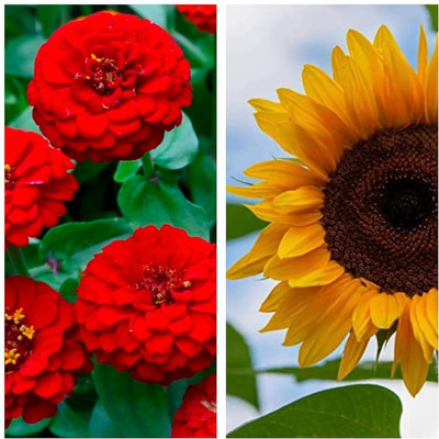 Aywal Zinnia Red & Sunflower Flower Seed(10 per packet)