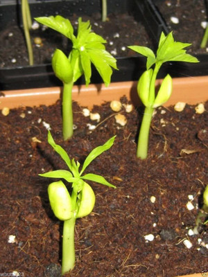 CYBEXIS XLR-40 - PKM 2 Hybrid (Drumstick) - (450 Seeds) Seed(450 per packet)