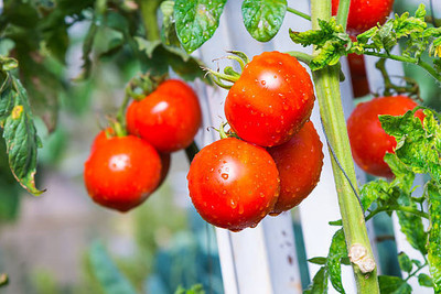 Herbex tomato Seed(135 per packet)