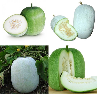 ibains Ash gourd seeds 41 Seed(41 per packet)