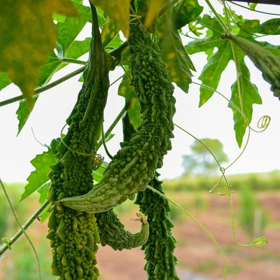 ACMS Vegetable Seed -Bitter Gourd - Karela Seeds FK-57 Hybrid Seed(45 per packet)