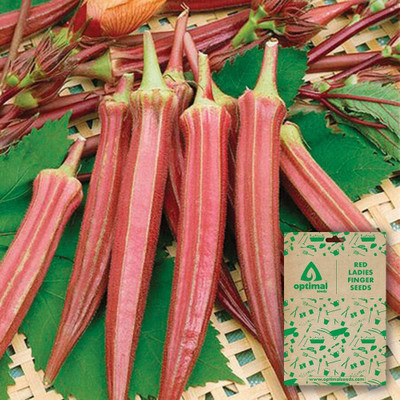 wequality Red Vindi Seeds/ladies finger seeds 94 Seed(94 per packet)