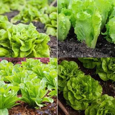 ibains Lettuce seeds for planting iceberg bij 11 Seed(11 per packet)