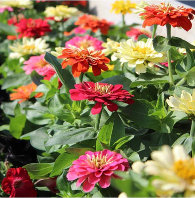 DEYS AGRO ™ hybrid mix zinnia flower seeds,multiple colour Seed(39 per packet)