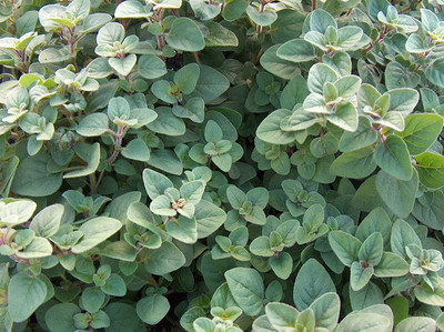 CYBEXIS XL-29 - Italian Oregano HERB - (1350 Seeds) Seed(1350 per packet)