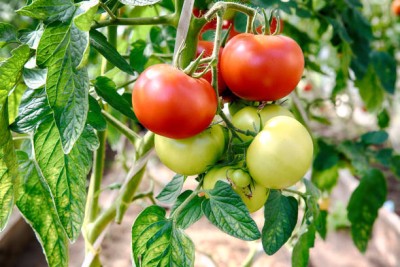 MaliaGarden tomato Seed(115 per packet)